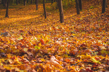Autumn park landscape - blurred park trees and fallen dry autumn leaves in city park.