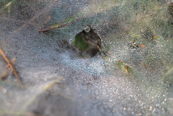 Drops of dew on a spider web close-up 