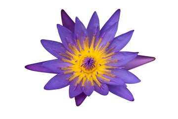 Violet lotus flower isolated on white background with clipping path