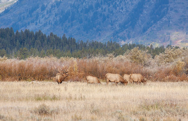 Fototapeta premium Bull Elk With Cows During the Fall rut in Wyoming