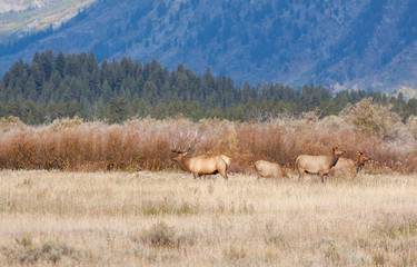 Bull Elk With Cows During the Fall rut in Wyoming