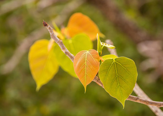 Close-up of beautiful bodhi tree leaf