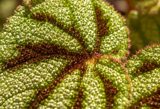Natural background of begonia leaf, Green and brown texture