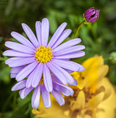 Gänseblümchen