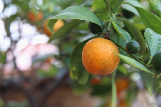 ripe kumquat , calamondine fruits on tree
