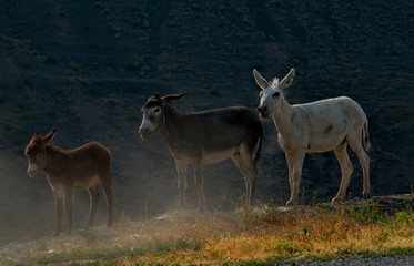 Naklejka na ściany i meble Tajikistan. The Pamir highway. The domestic donkey is a domesticated subspecies of the wild donkey widely distributed in the economy of many developing countries.