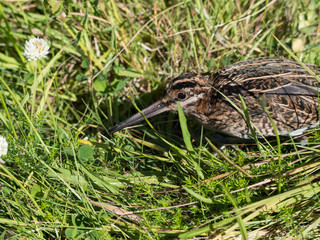 Bécassine des marais au sol dans les herbes hautes. Gallinago gallinago.