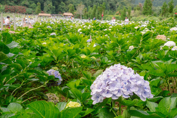 light purple hydrangea flower or hortensia flower at the natural garden in Chiangmai Thailand, mountain agriculture , ecotourism natural attraction, botany