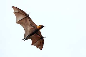 Naklejka premium Bat flying in the sky.