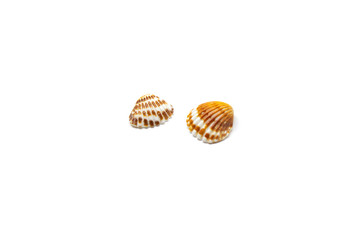 Seashell on white background sea bright shells