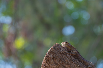 close up photo of a part of the changeable lizard on the tree top, The oriental garden lizard,...
