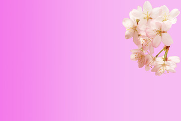 Fototapeta na wymiar Spring floral background. Sakura flowers isolated pink gradient background.