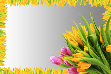 Bouquet of tulips isolated gray gradient background. Frame.