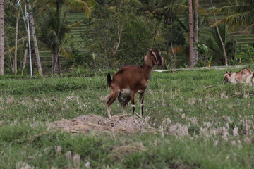 Brown goat in field, free. Steep goats