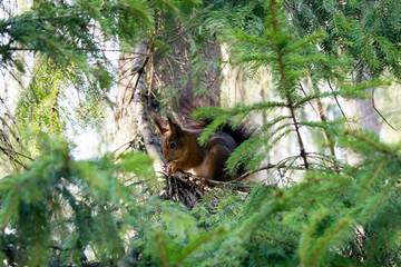 squirrel on a tree