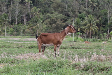 Brown goat in field, free. Steep goats