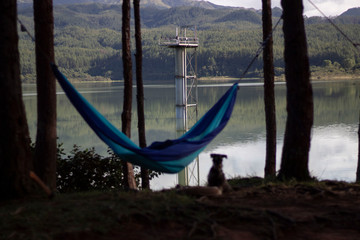 Hammock on forest with dog