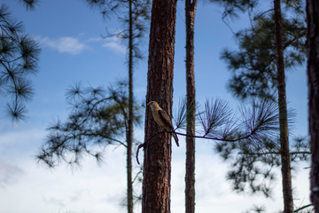 Trees, sky and bird