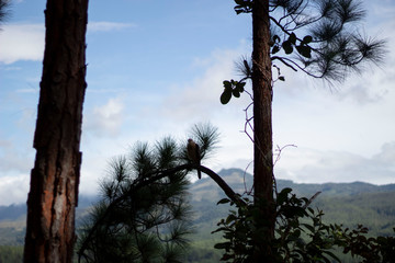 Pine tree and blue sky