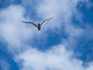 Sterne arctique en vol