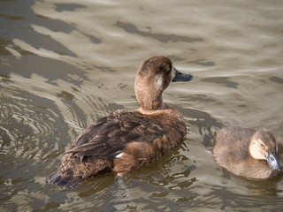 Fuligule milouinan (juvénile et caneton)  sur le Lac Tjörnin de Reykjavik en Islande. Aythya marila.