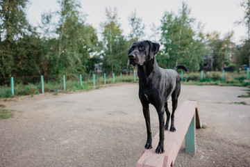  kurzhaar dog training in the park