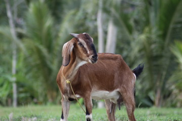 Brown goat in field, free. Steep goats