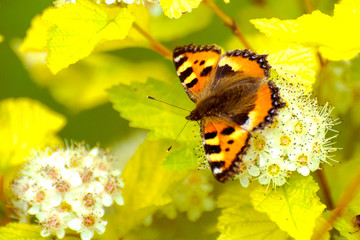Red butterfly with black and lilac spots sits on white flowers