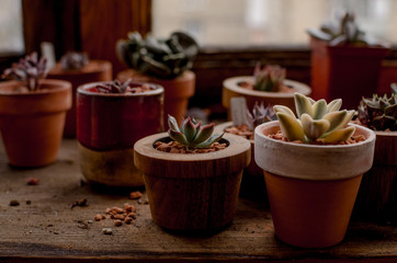 Several pots with succulent plants from my personal collection on a wooden surface. Subdued warm light at sunset.