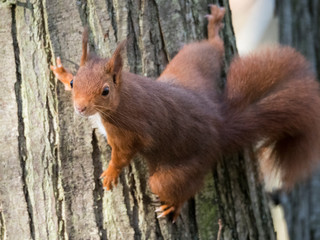 Ecureuil roux accroché à un arbre 