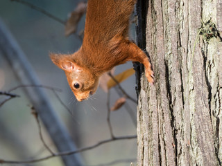 Ecureuil roux de profil descendant d'un arbre  © Sandrine Miguirian