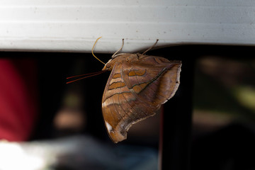 Butterfly on table