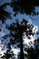 Tree in the sky