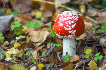 Amanita young mushroom in the autumn forest