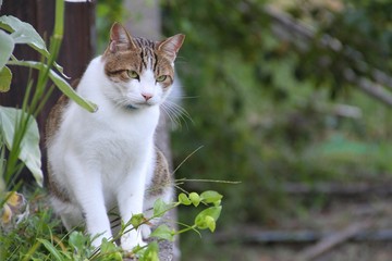 cat on wall3