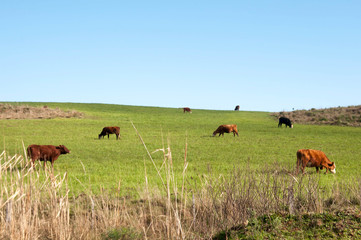 herd of cows grazing in a field