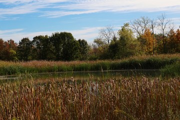 A view of the wetlands pond in the country park.