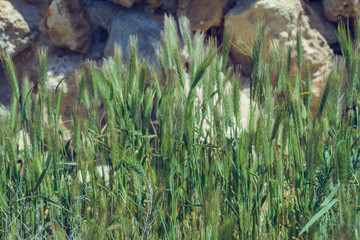 Landscape background- aged architecture