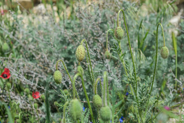 Landscape nature- red poppy