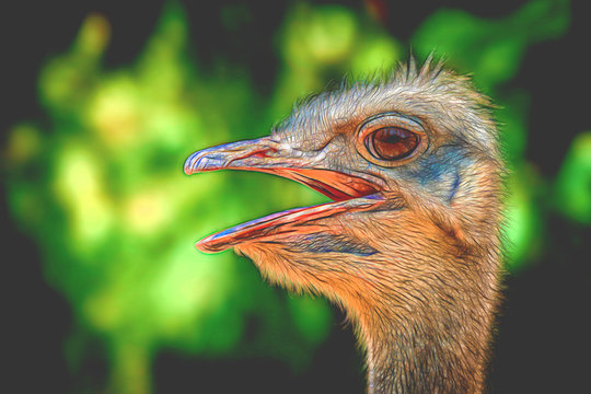 Emu head living in nature