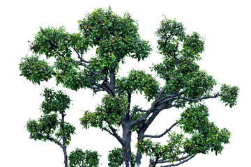 bonsai banyan tree, with white background