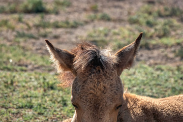 Wild horses living in nature