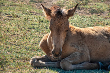 Wild horses living in nature