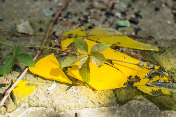 broken glass of yellow color against a wild plant. The struggle for life. Glass pollution