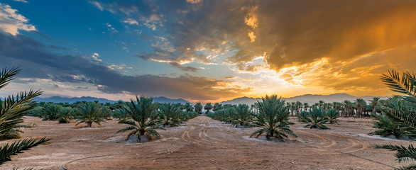 Panorama with plantation of date palms. Image depicts an advanced desert agriculture industry in...