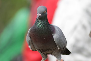homing pigeon, racing pigeon or domestic
