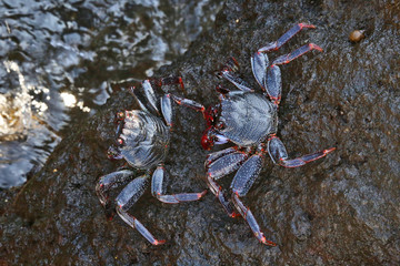 Crabe de Tenerife