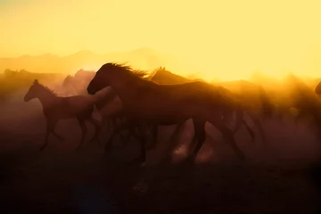 Fotobehang Goud Geel Wild horses living in nature  © klazing