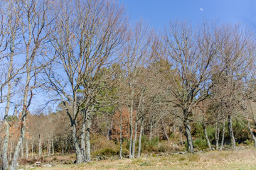 Detailed view of the parallel trees in the middle at the woods, typical vegetation