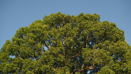 Big green tree with many branches spread out to form a beautiful half circle shape.